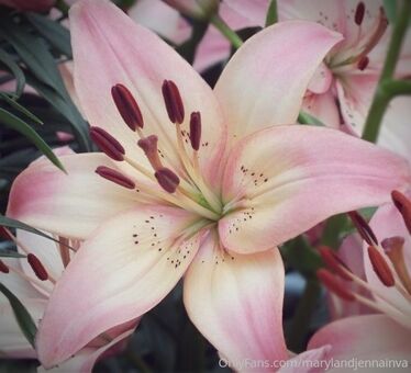 Marylandjennainva Nude Leaks OnlyFans Photo 36